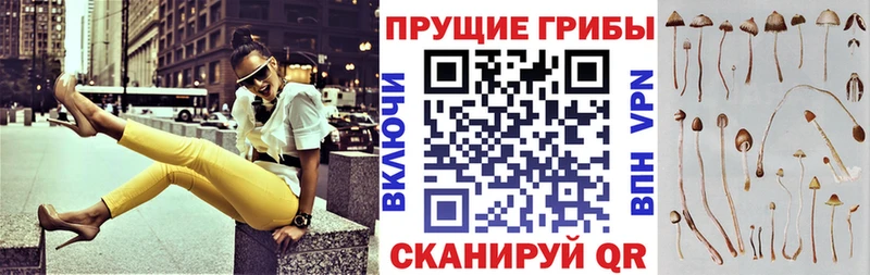 Псилоцибиновые грибы ЛСД  darknet наркотические препараты  Михайловск 