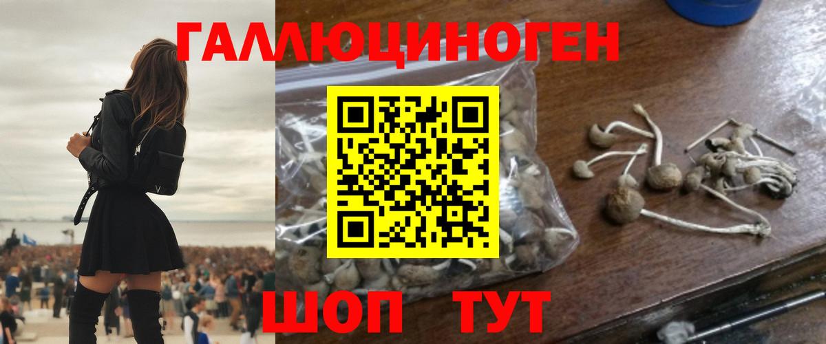 Михайловск  купить наркоту  Вход с VPN  Псилоцибиновые грибы Cubensis  Псилоцибиновые грибы Psilocybe 